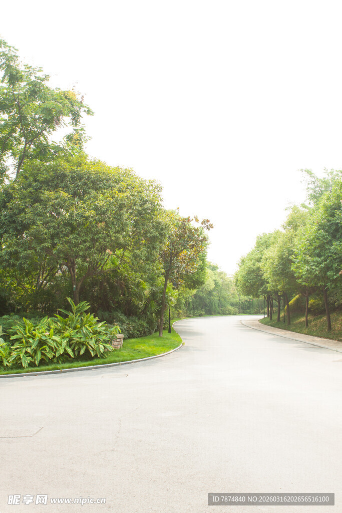 林间静谧小路 绿意盎然