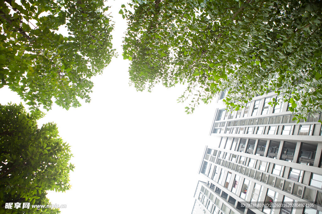 绿树与高楼相映成趣