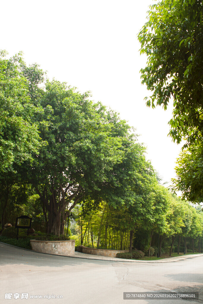 林荫下的静谧道路