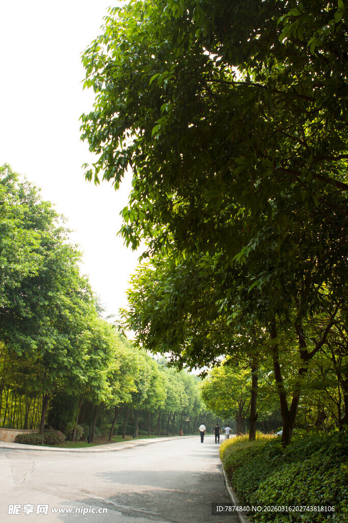 林荫大道绿意盎然