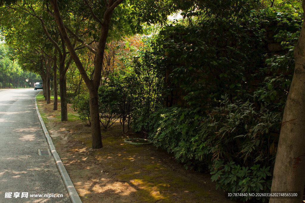 林荫小路 静谧自然景致