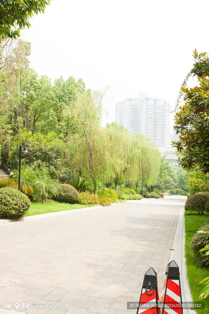 城市林荫道路景观