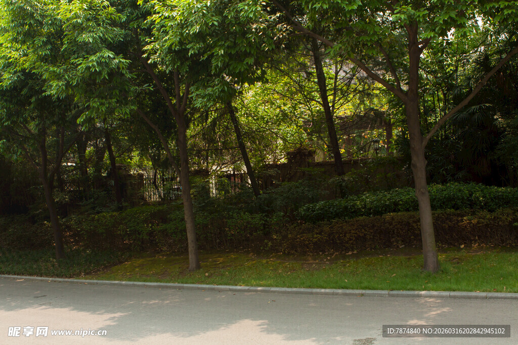 路边葱郁树林景观