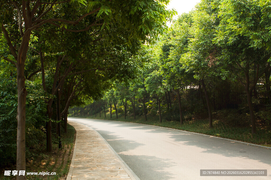 林间静谧小道 绿意盎然