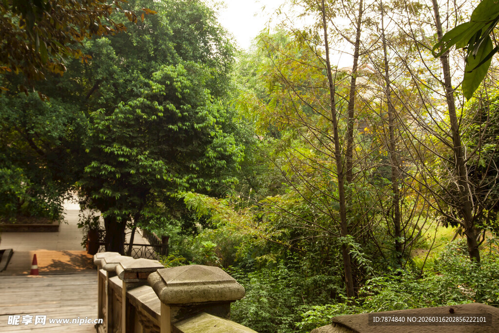 林间石径旁的葱郁景致