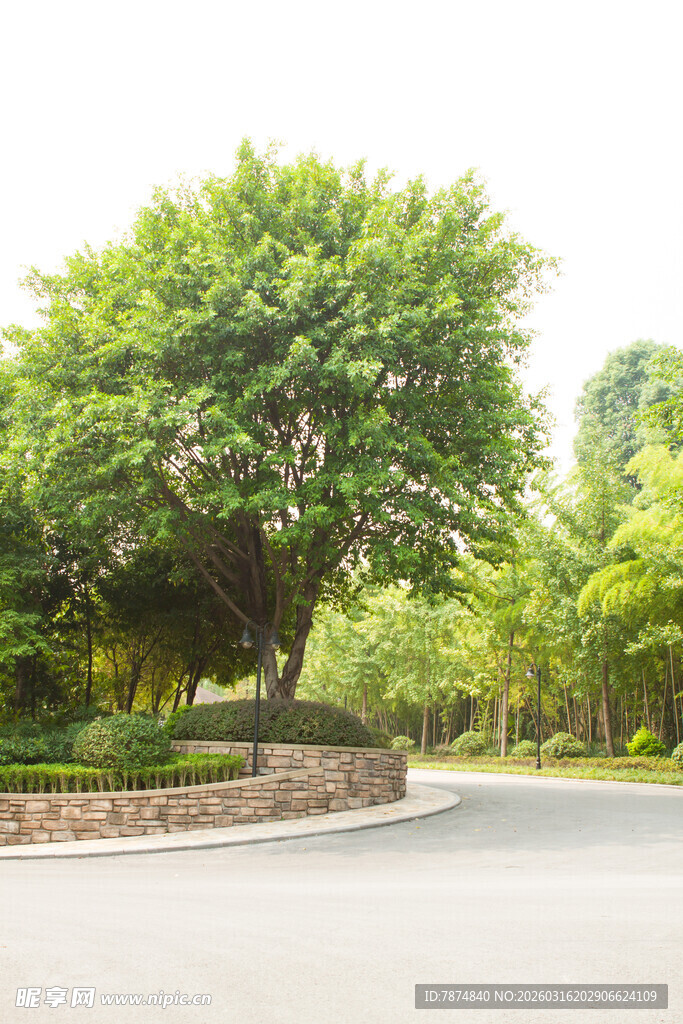 路边葱郁大树景观