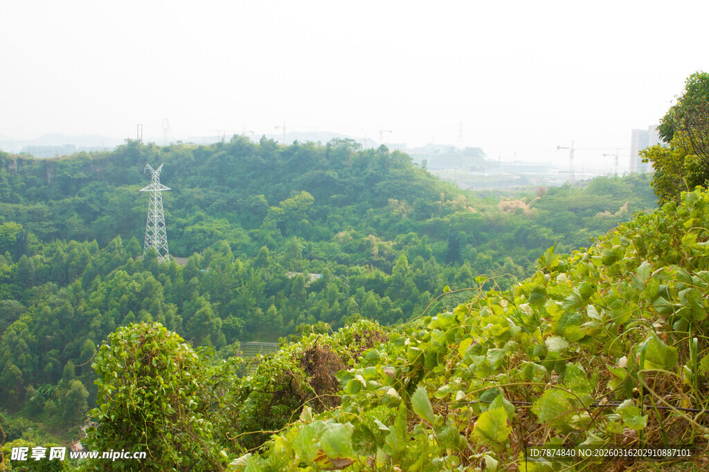 绿意盎然的山林景观