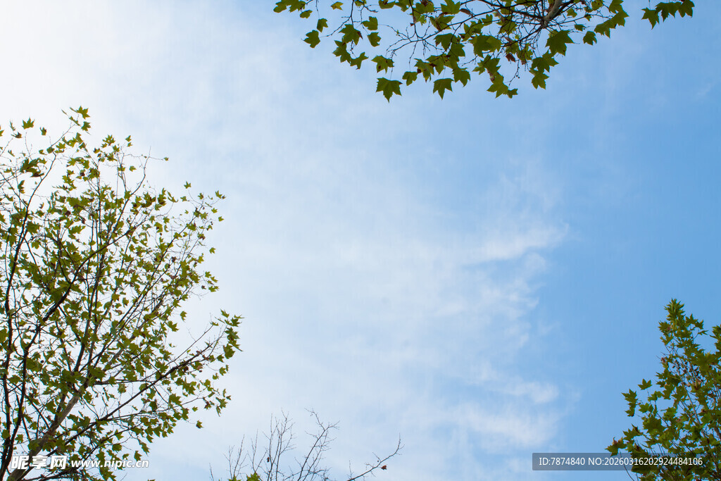 仰望蓝天绿树