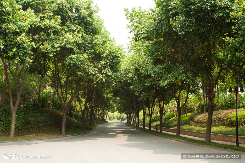 林荫大道 绿意盎然的风景
