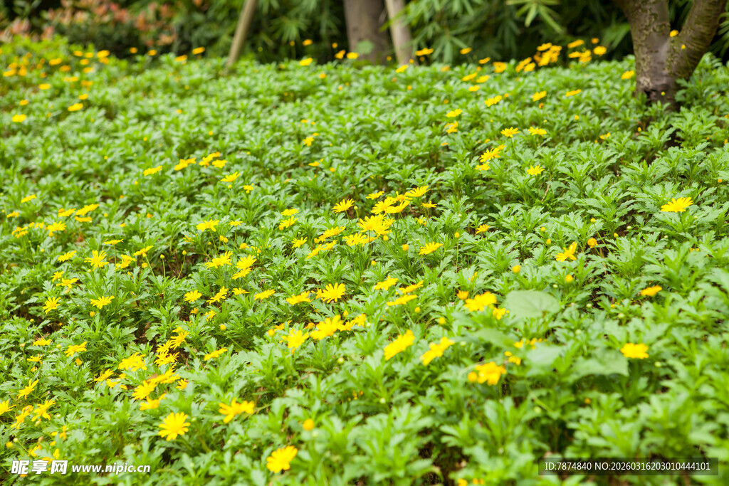 金黄花海中漫步的身影