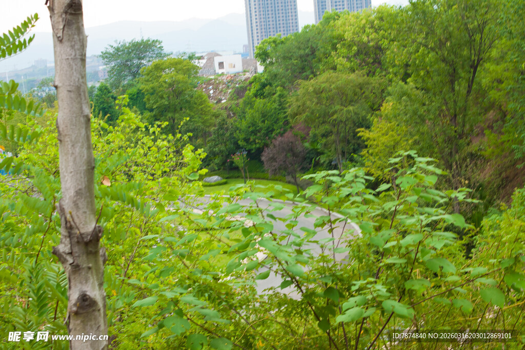 绿意盎然的森林景观