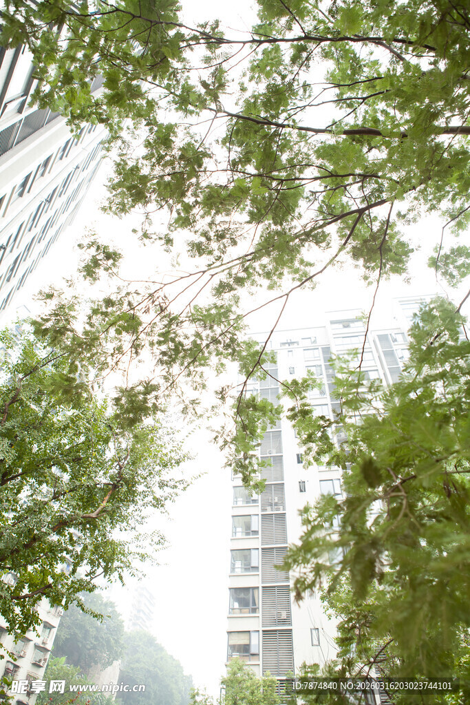 城市中繁茂绿树与高楼