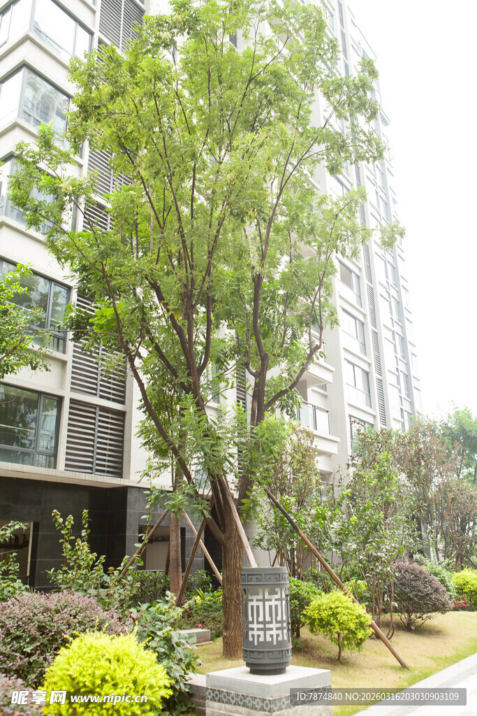 小区内绿意盎然的景观树