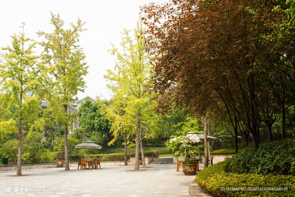 公园林荫步道景致