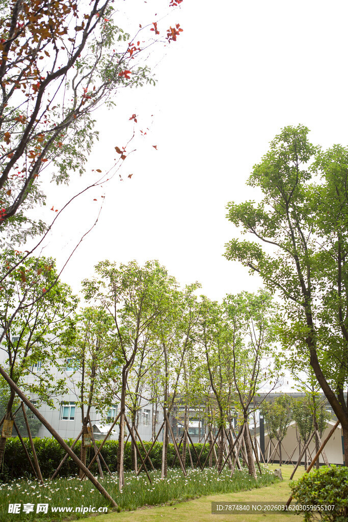 户外绿树成荫的清新景致