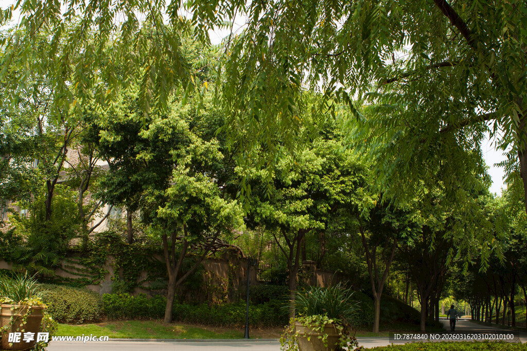 绿意盎然的林荫景致