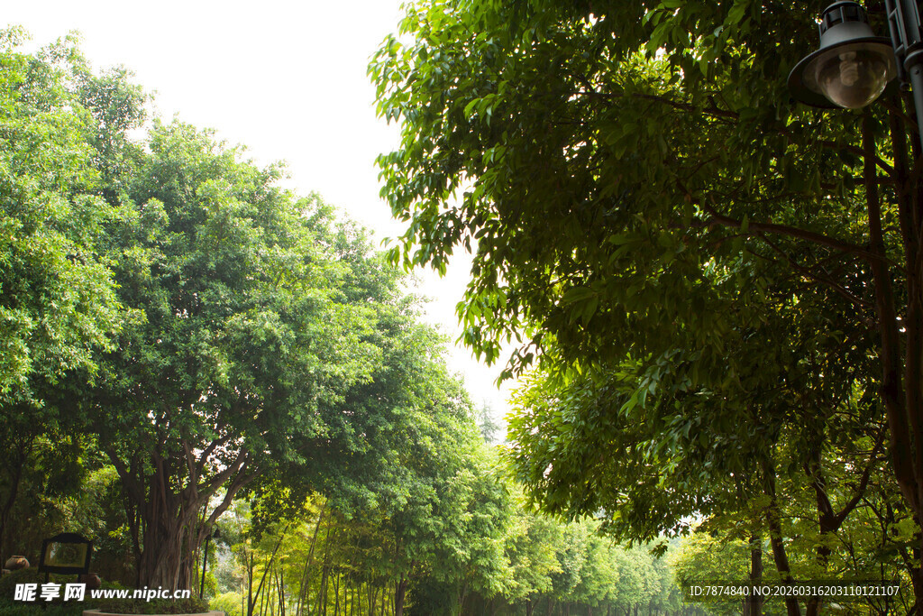 绿意盎然的林间景致