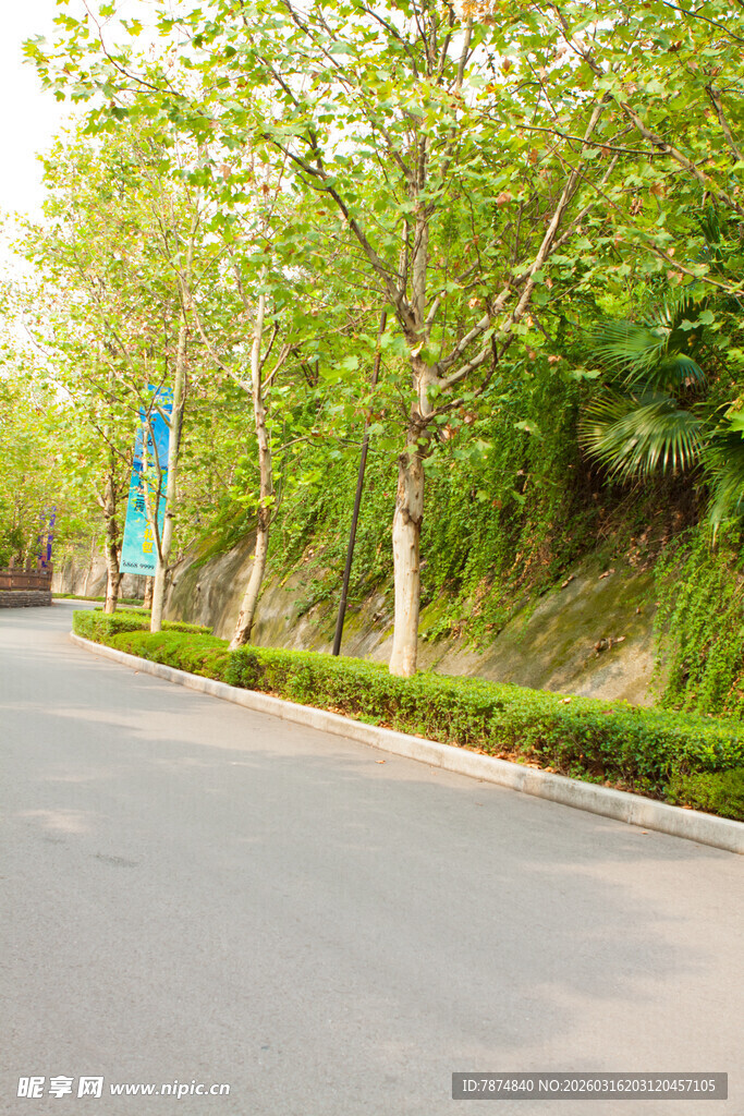 林荫道路 绿意盎然的风景