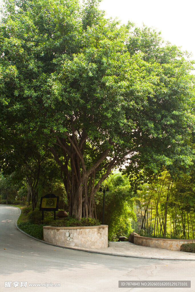 道路旁葱郁茂盛的大树