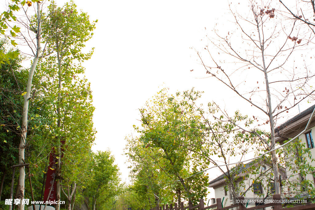 春日街道绿树景观