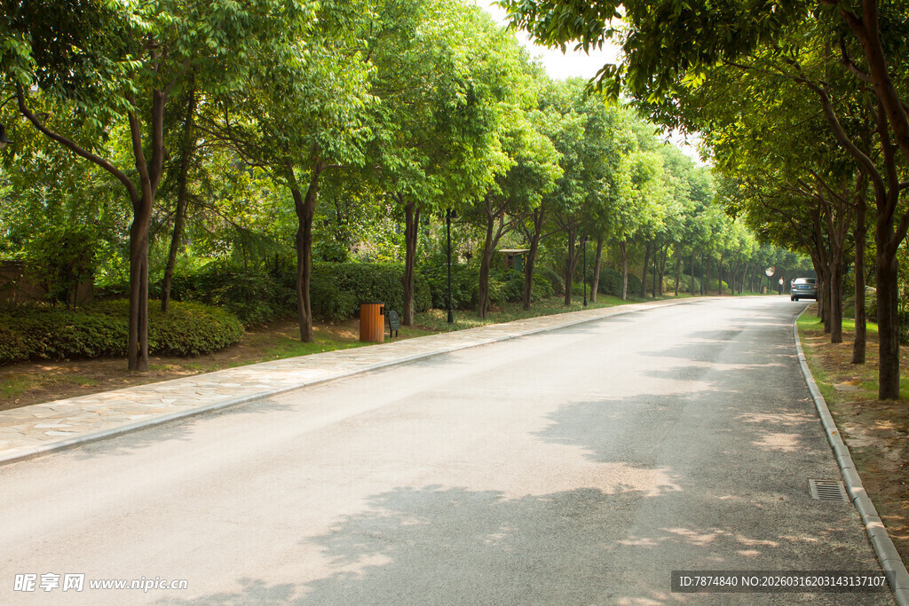 林荫大道 绿意盎然的风景
