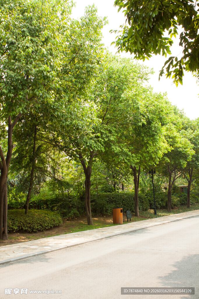 林荫街道 绿意盎然的景致