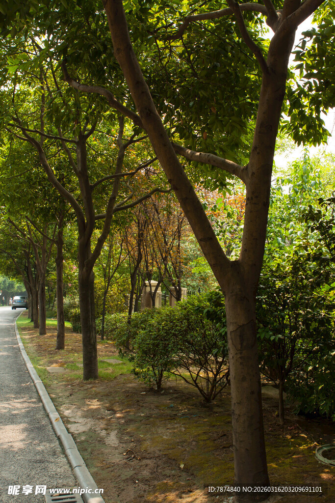 林荫小道 绿意盎然的景致