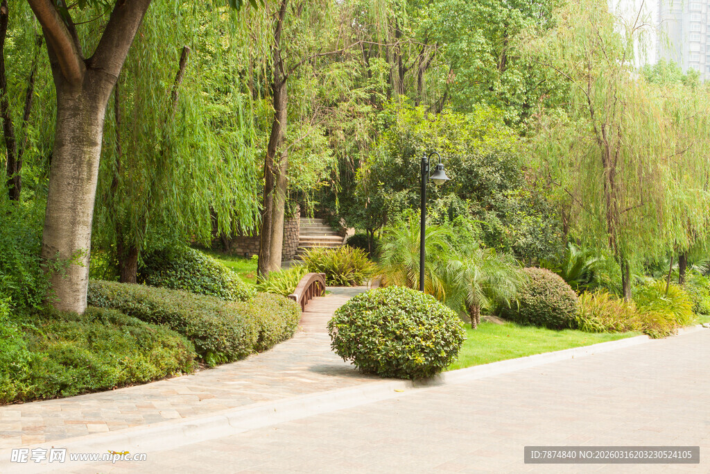 林间小径的绿意景观
