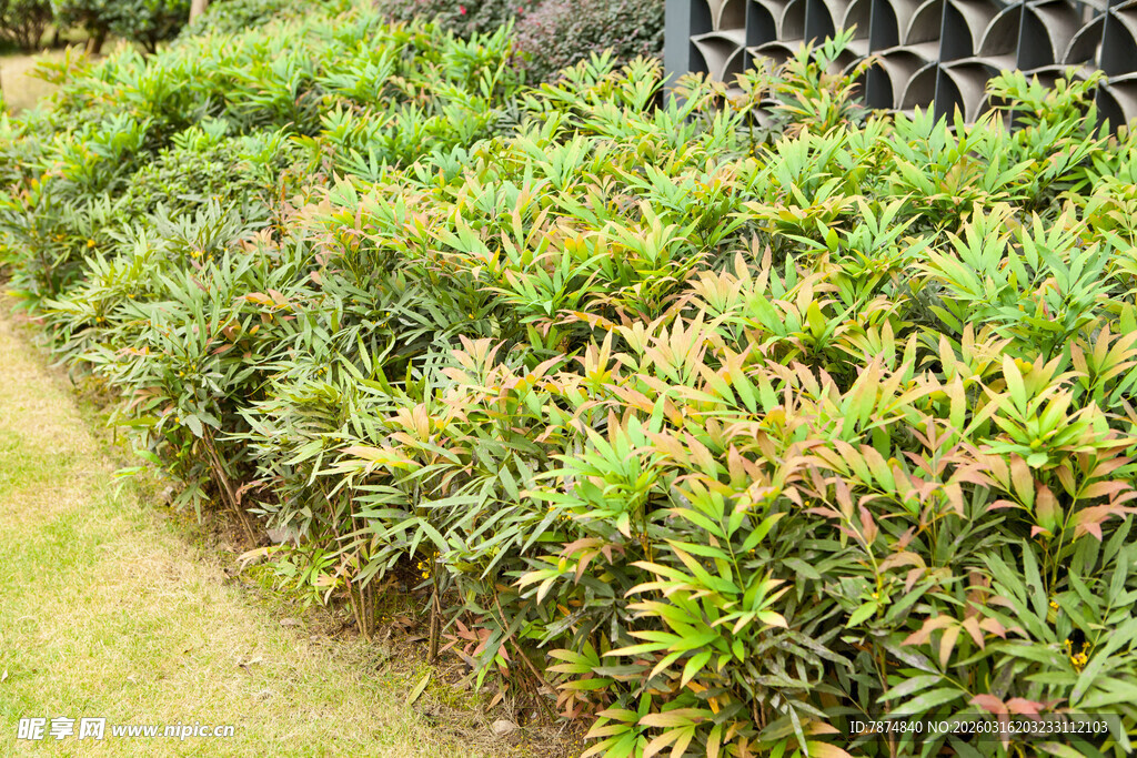 翠绿繁茂的户外灌木丛