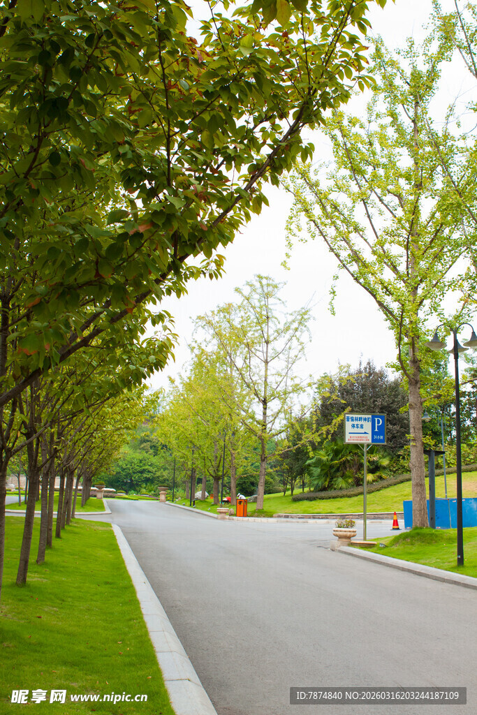 林荫大道 绿意盎然的景致
