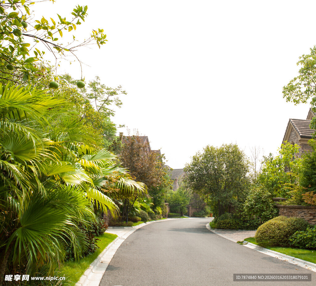 绿意盎然的林荫住宅区道路