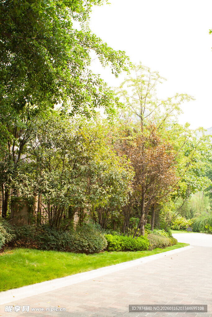 林间清幽小道 绿意盎然