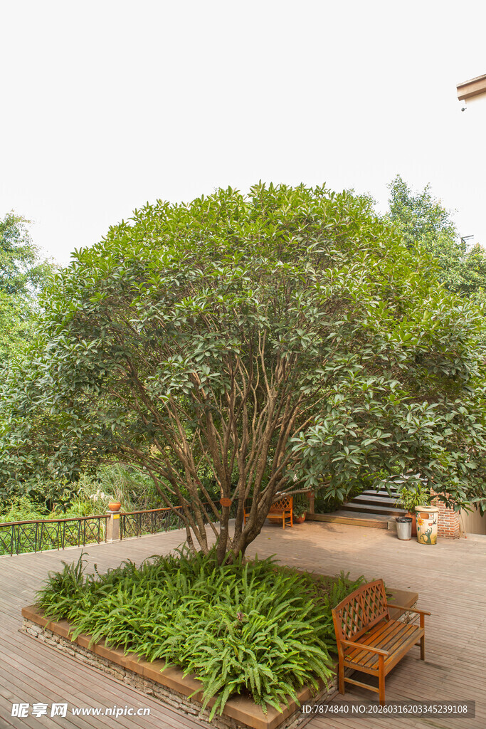 庭院中的繁茂树木与绿植