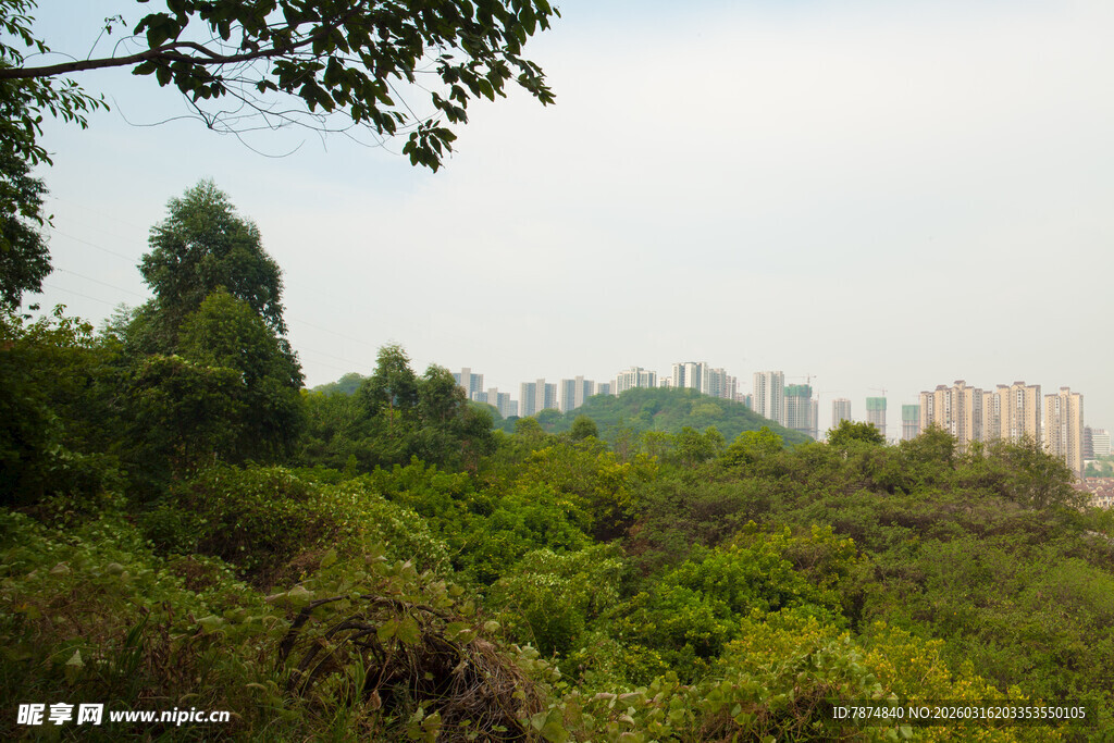 城市边缘的茂密绿意