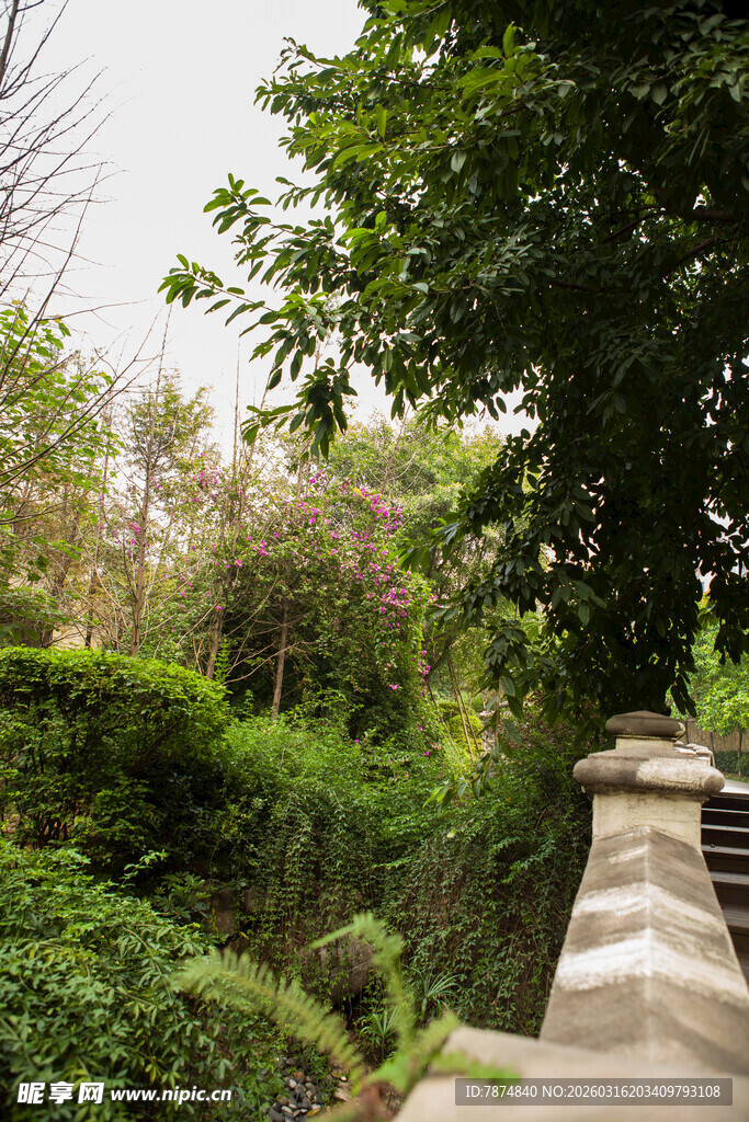 山间石阶旁的繁茂绿植