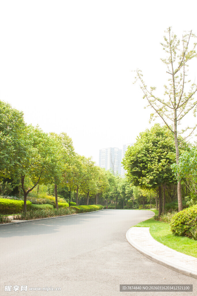 城市中静谧的林荫道路