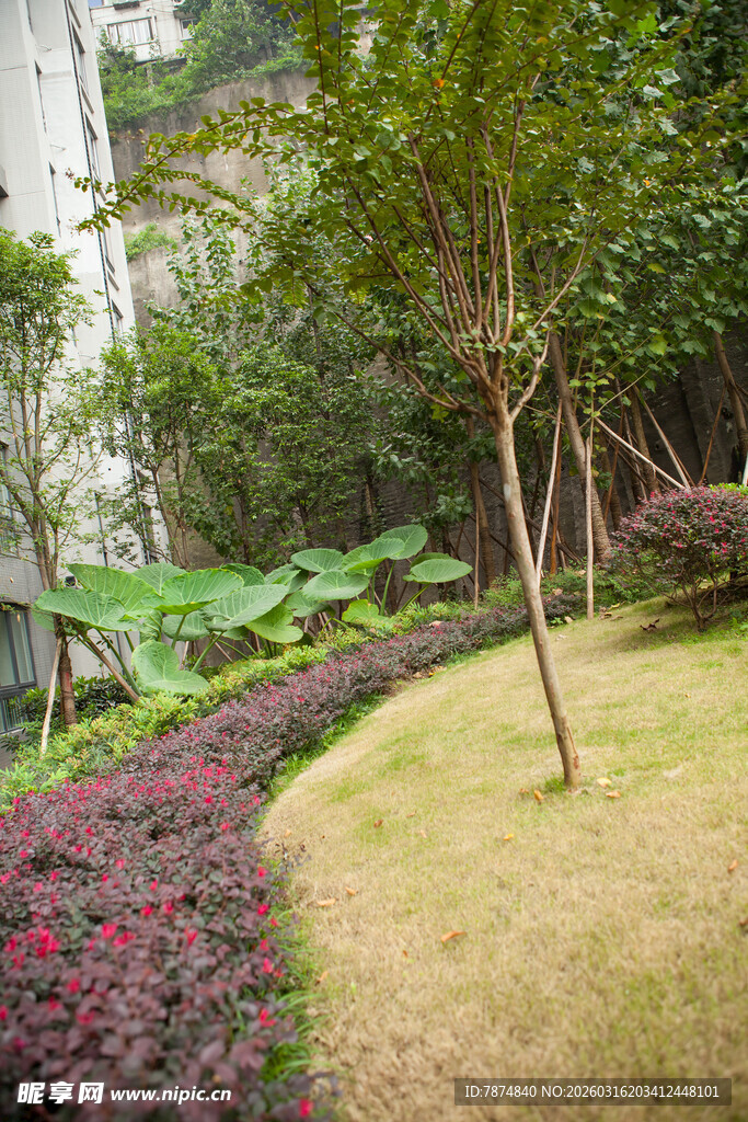 庭院绿植景观一角