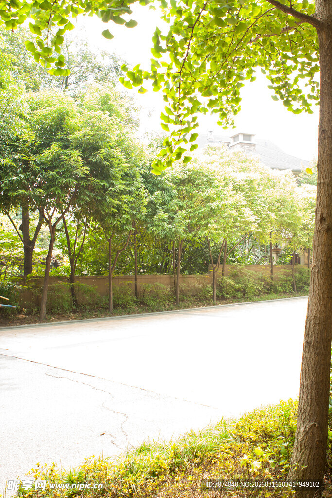 林间静谧小路 绿意盎然