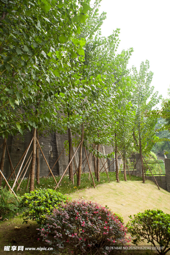 庭院绿树繁花景致