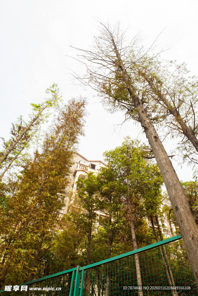 户外树木与绿色围栏景观