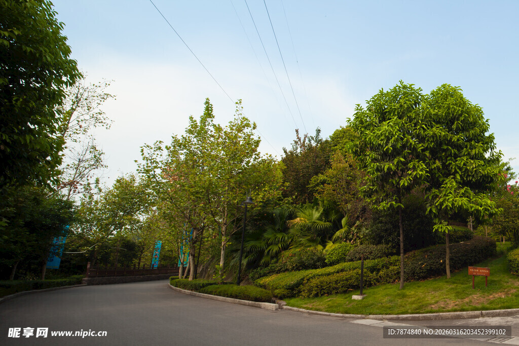 道路旁绿意盎然的树木景观