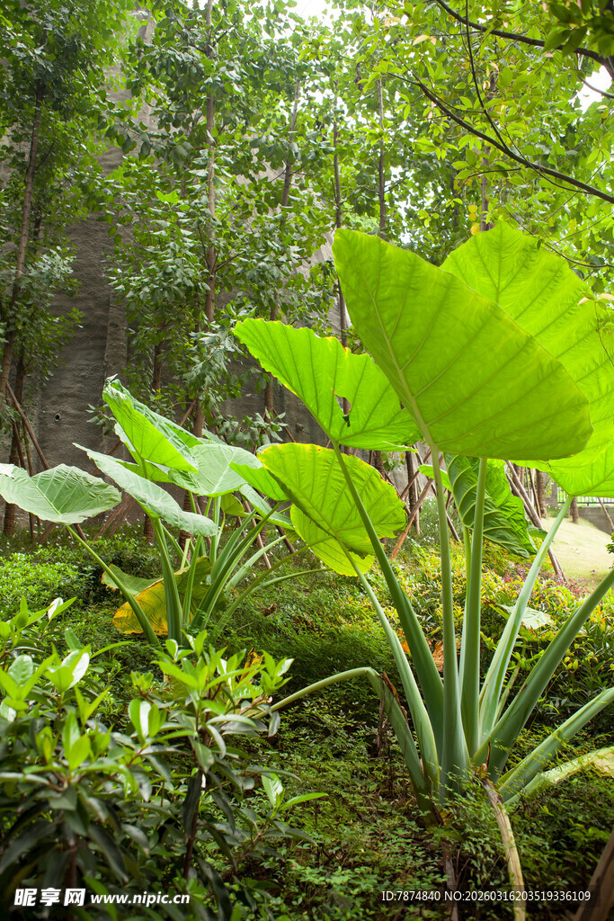 绿叶繁茂的自然植物景观