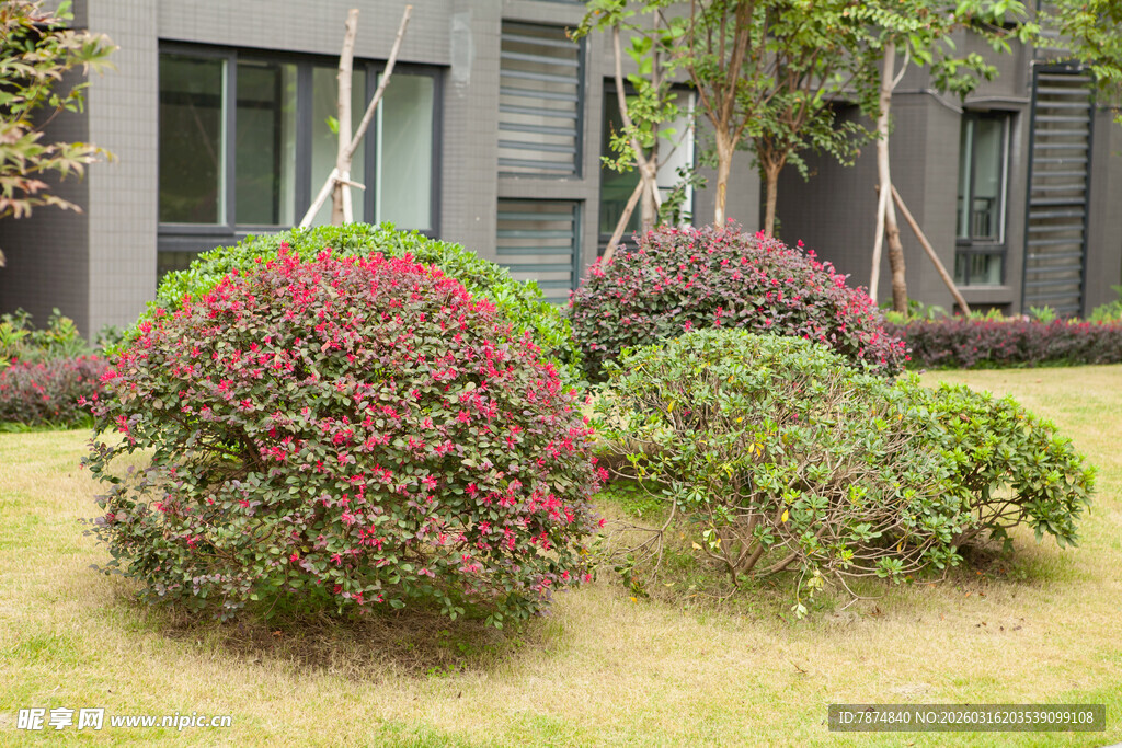 庭院多彩灌木景观