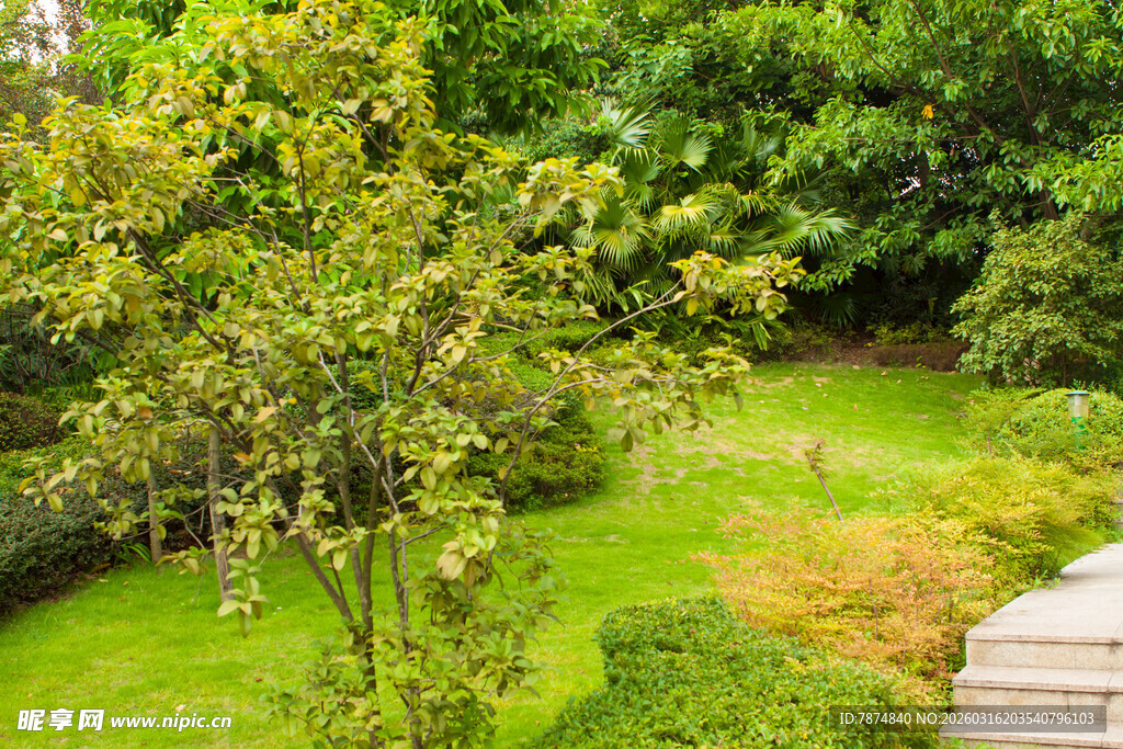 绿意盎然的庭院景观