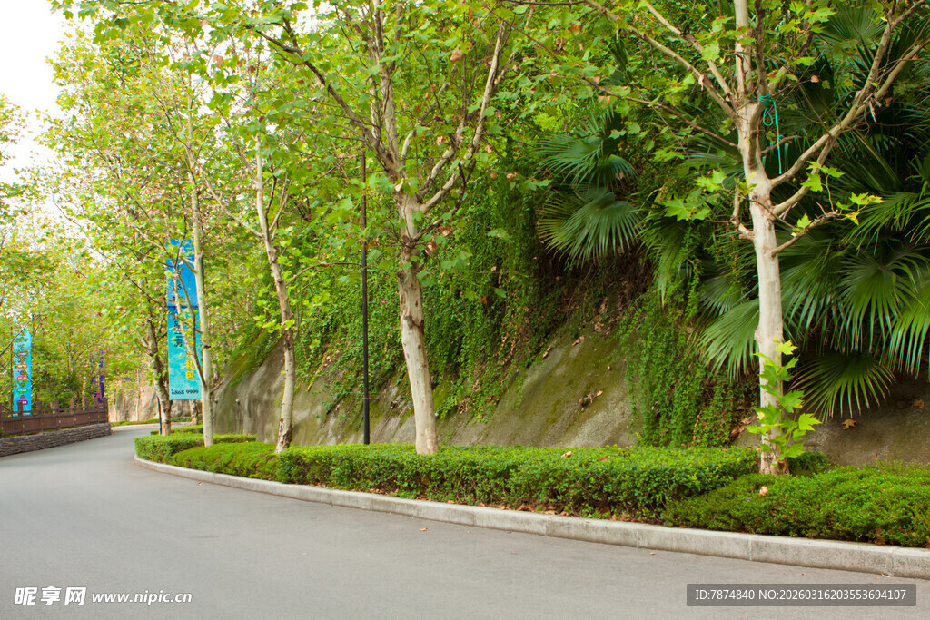 林荫道路 绿意盎然的景致