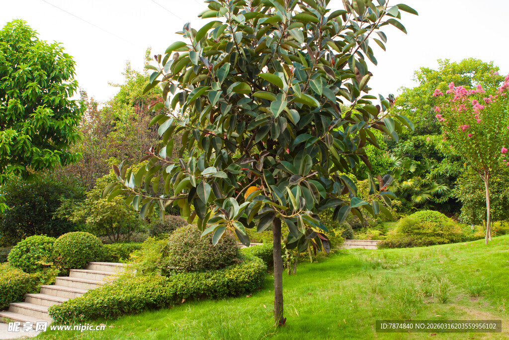 绿意盎然的园林树木景观