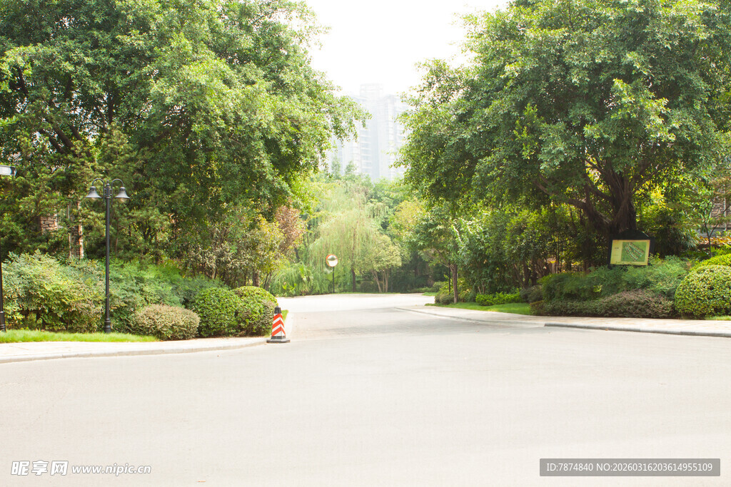林荫下的静谧道路