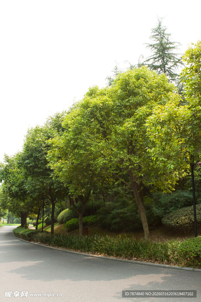 路边葱郁绿树风景