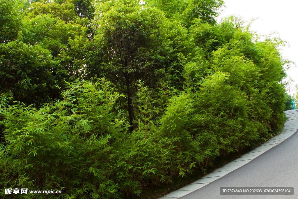 路边葱郁绿植景观