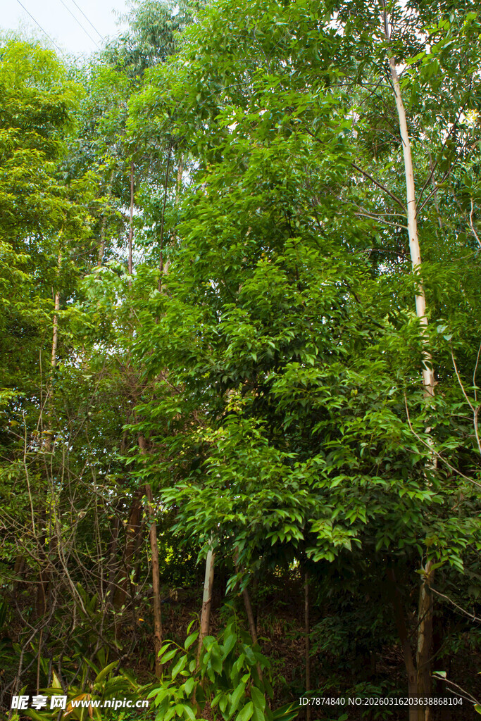 茂密森林绿意盎然景象